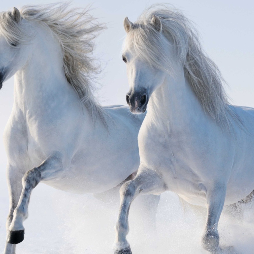 Две красивые белые лошади бегут по снегу