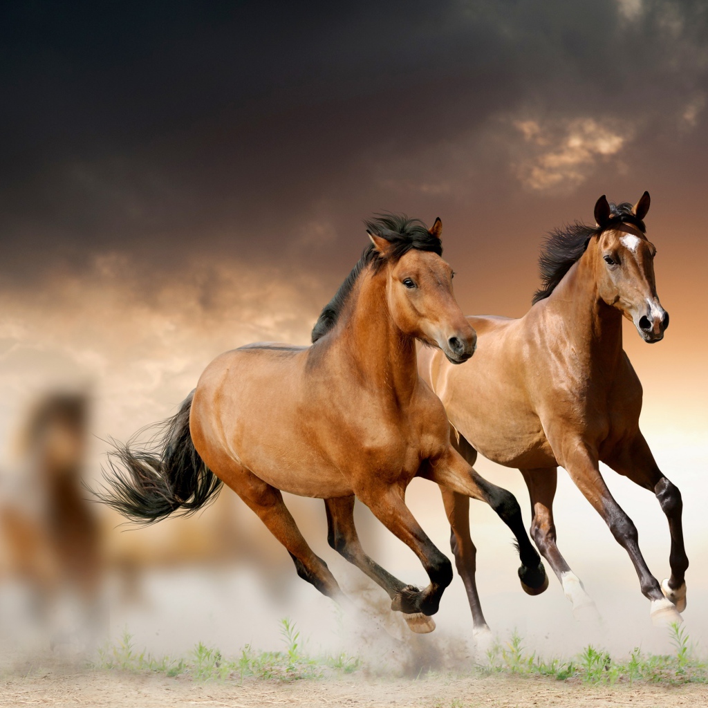 Two brown horses jump on the field