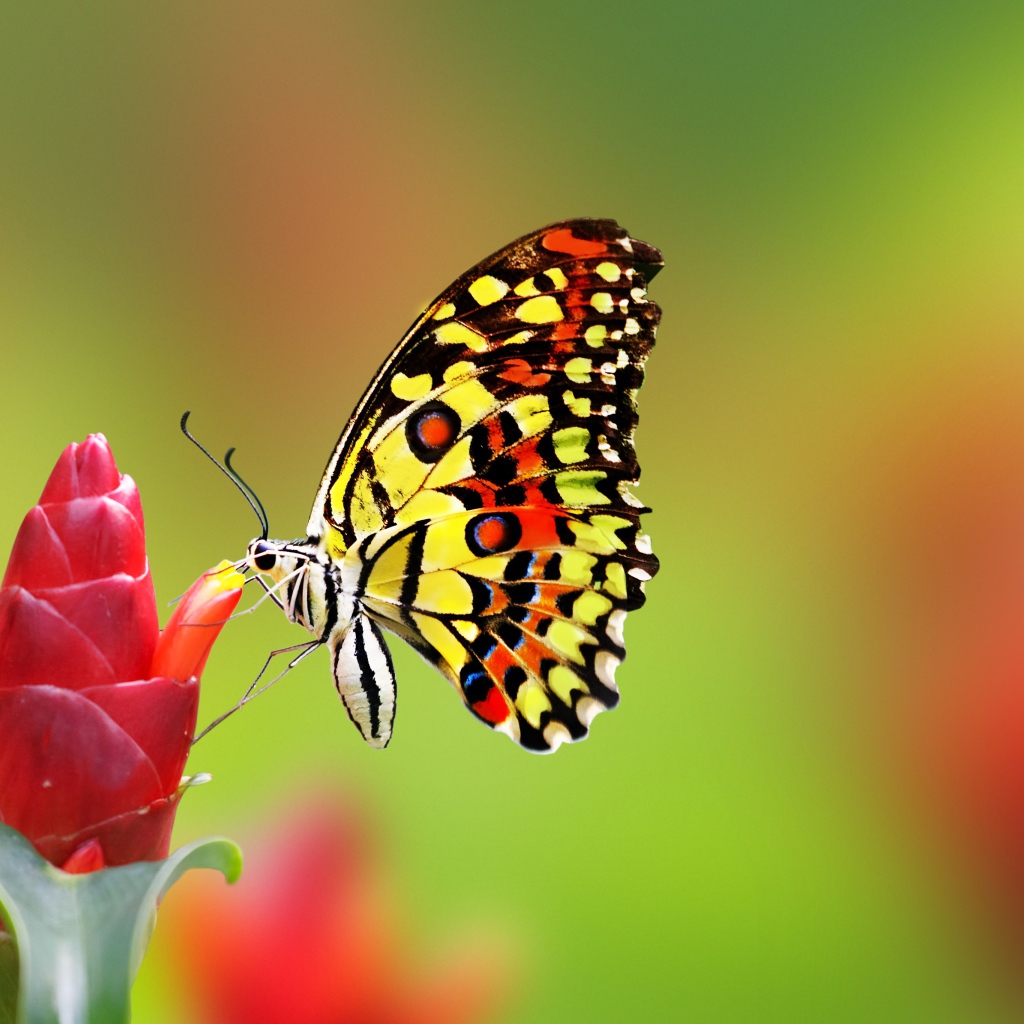 Красивая бабочка сидит на красном цветке имбиря