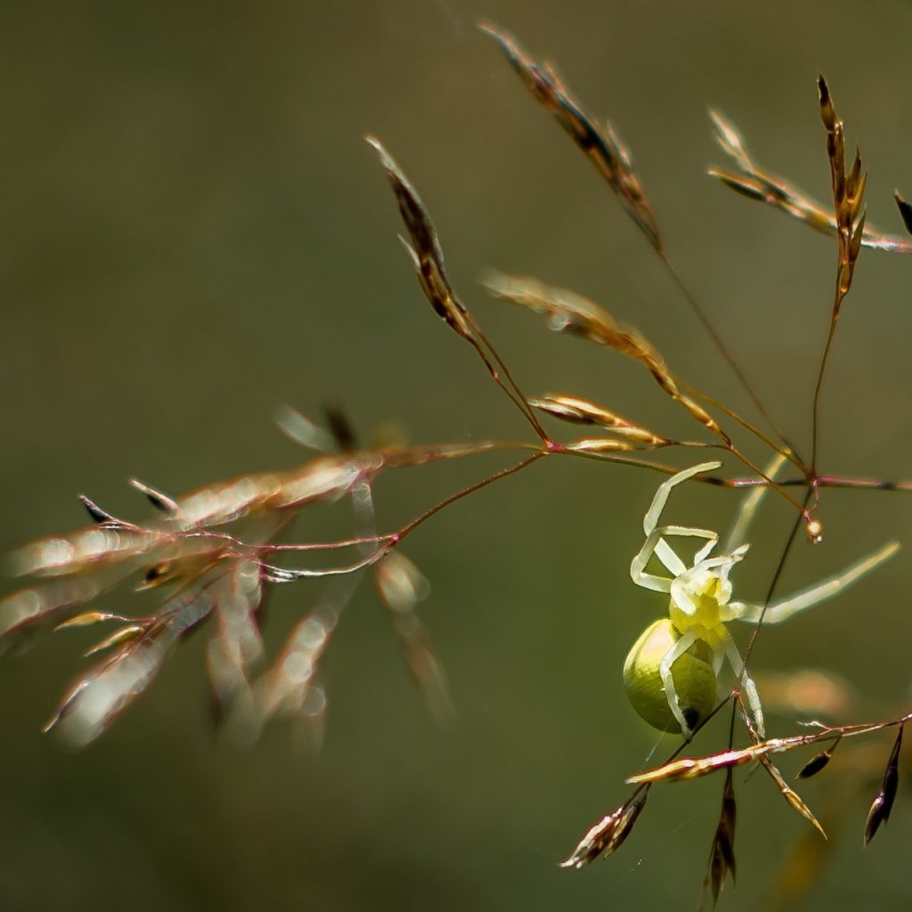 Зеленый паук висит на колоске