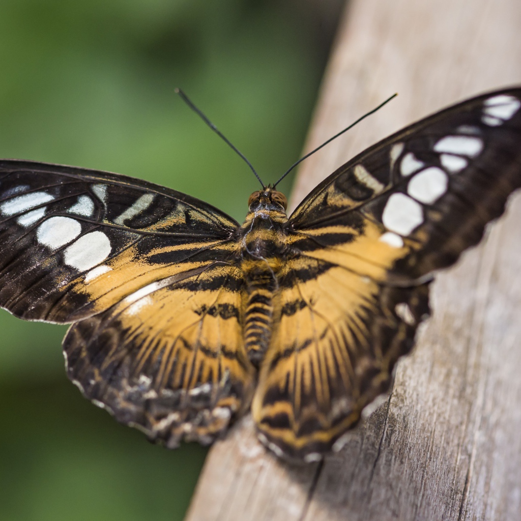 Большая бабочка сидит на дереве