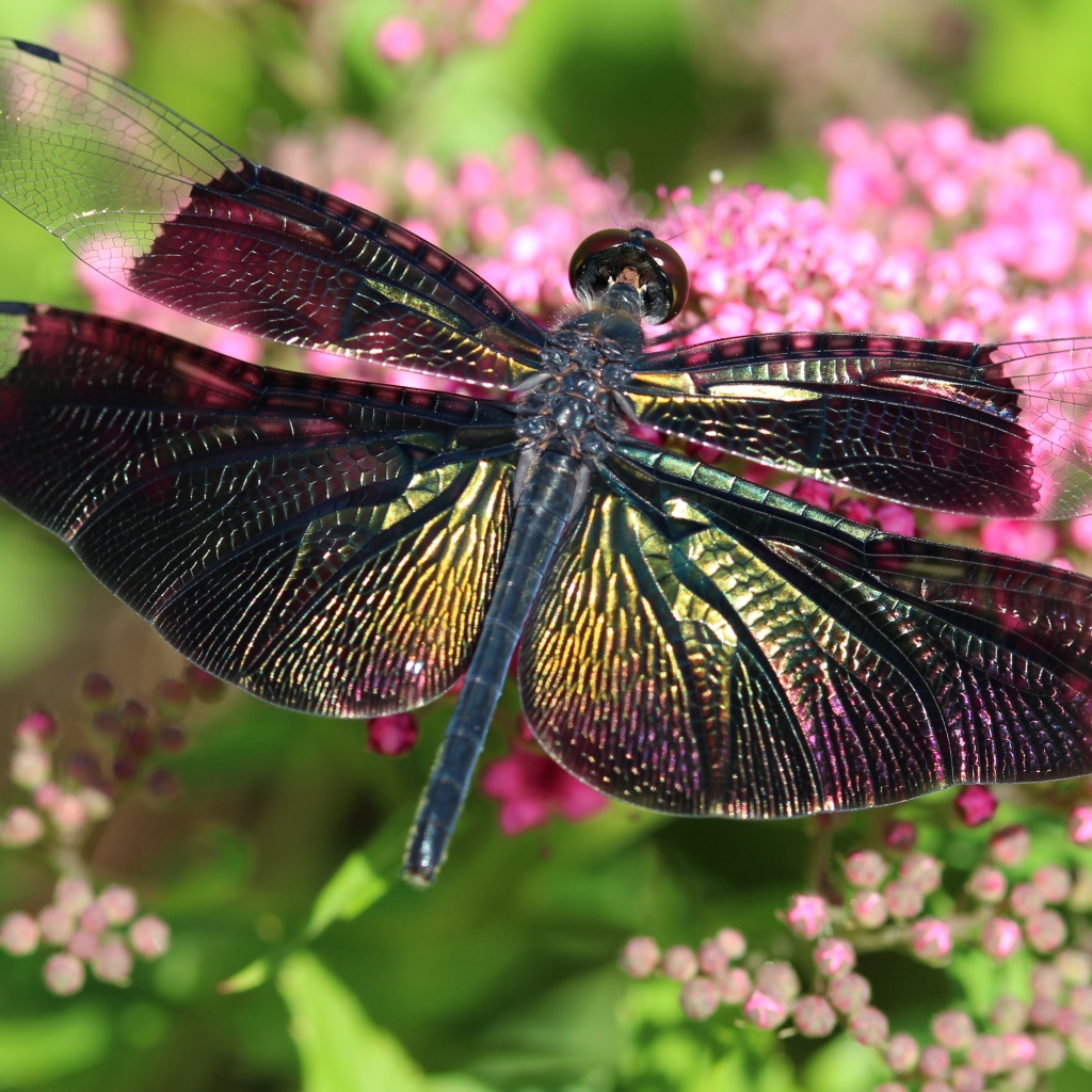 Большая стрекоза сидит на розовом цветке