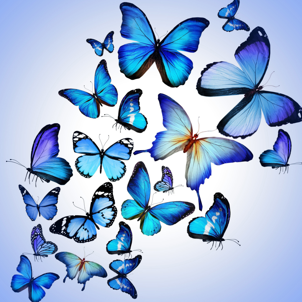 Много синих бабочек на голубом фоне