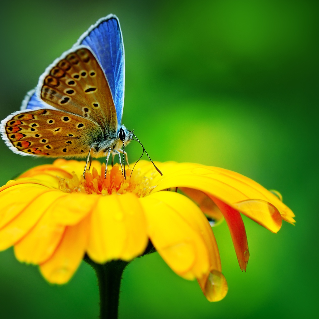 Красивая голубая бабочка сидит на оранжевом цветке