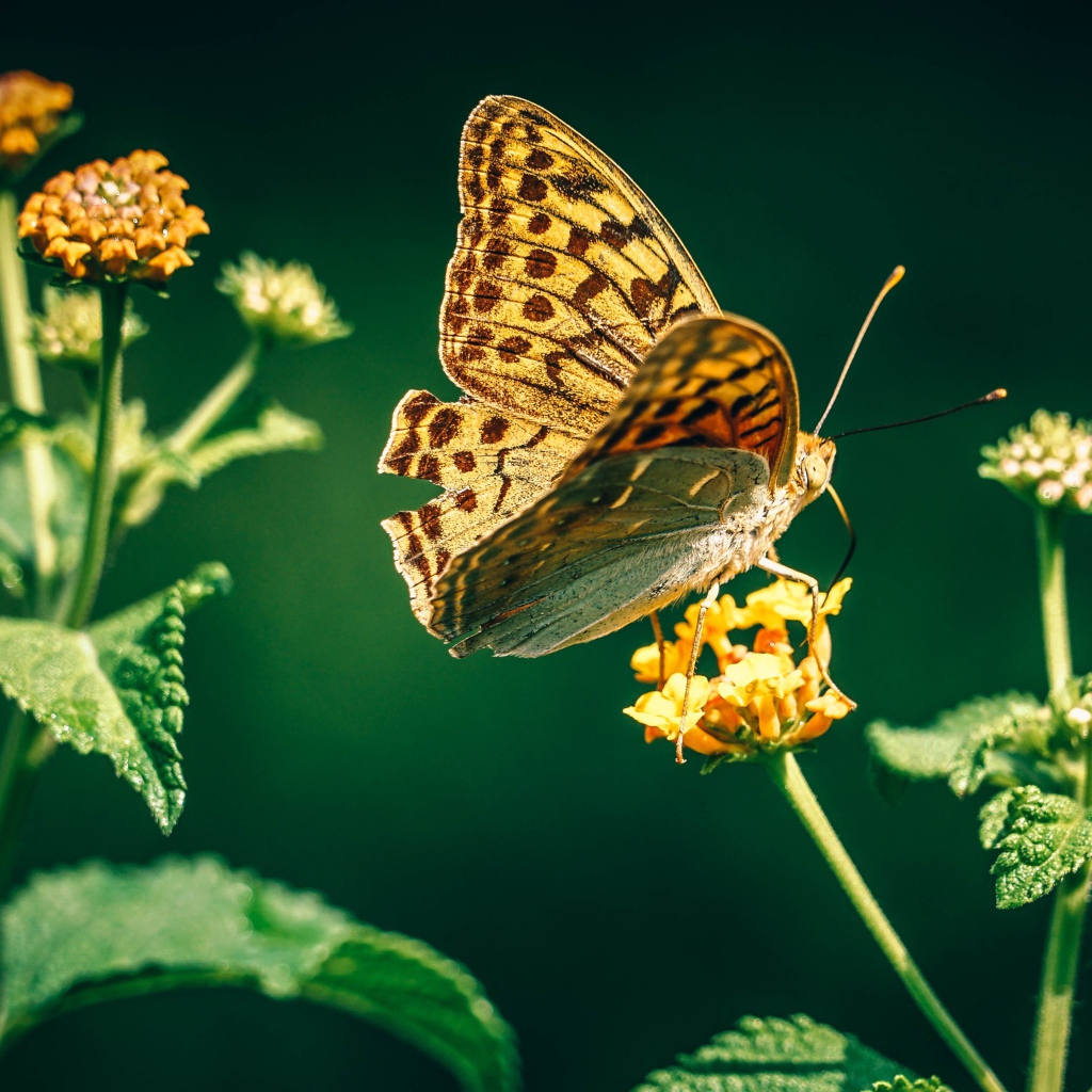 Красивая бабочка на оранжевом цветке