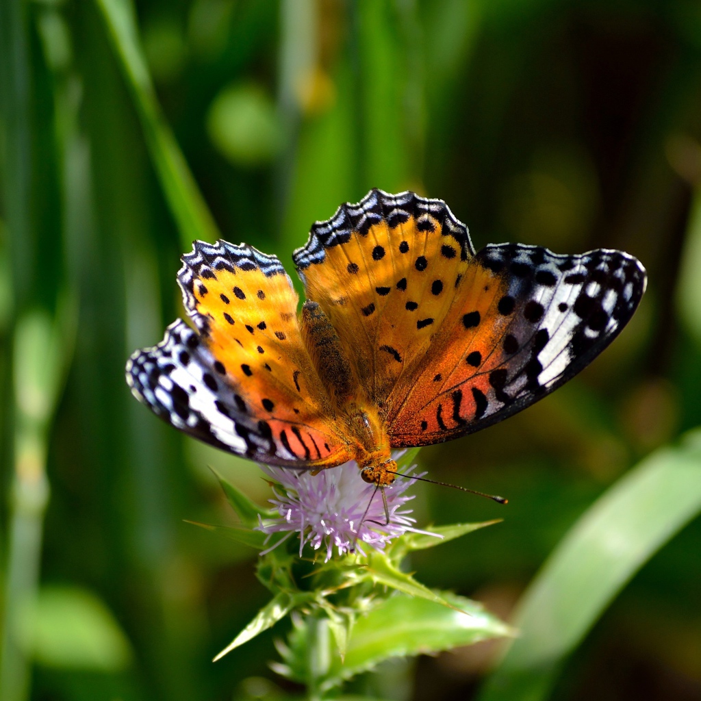 Красивая бабочка сидит на цветке чертополоха