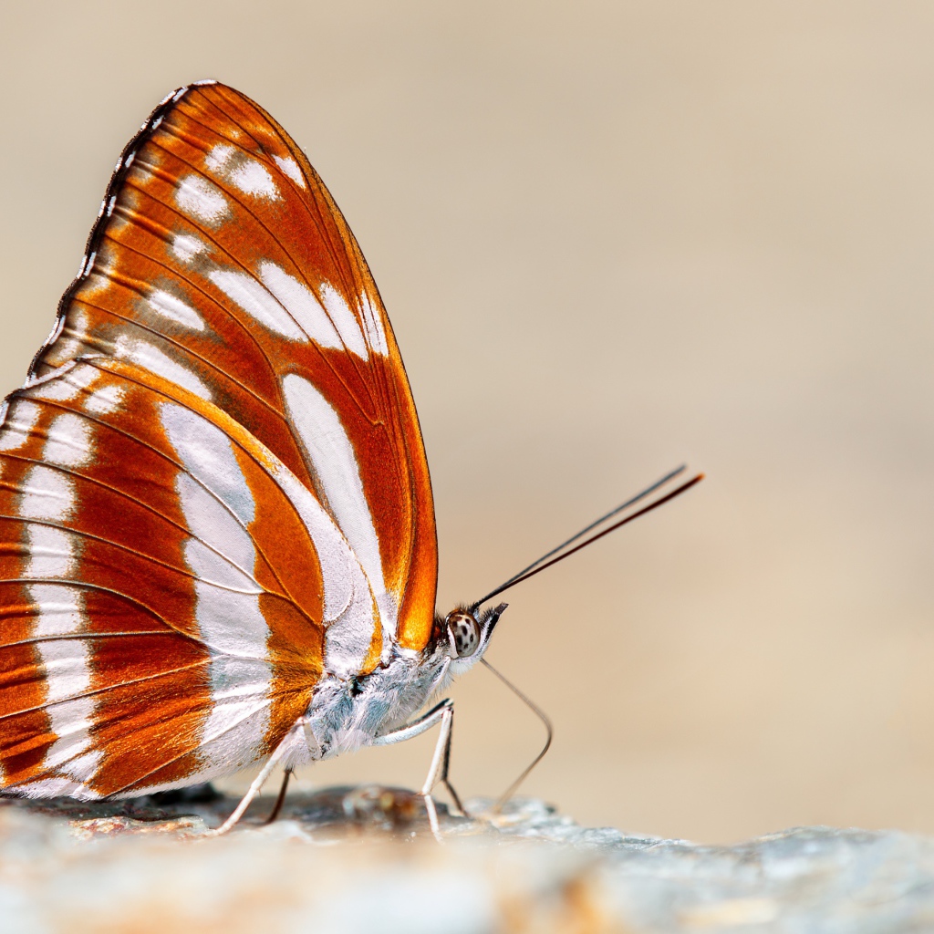 Красивая разноцветная бабочка крупным планом