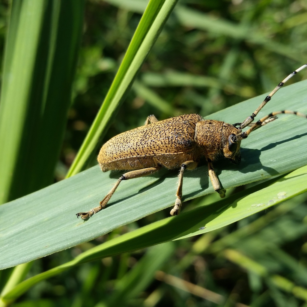 Большой жук скрипун на зеленом листе