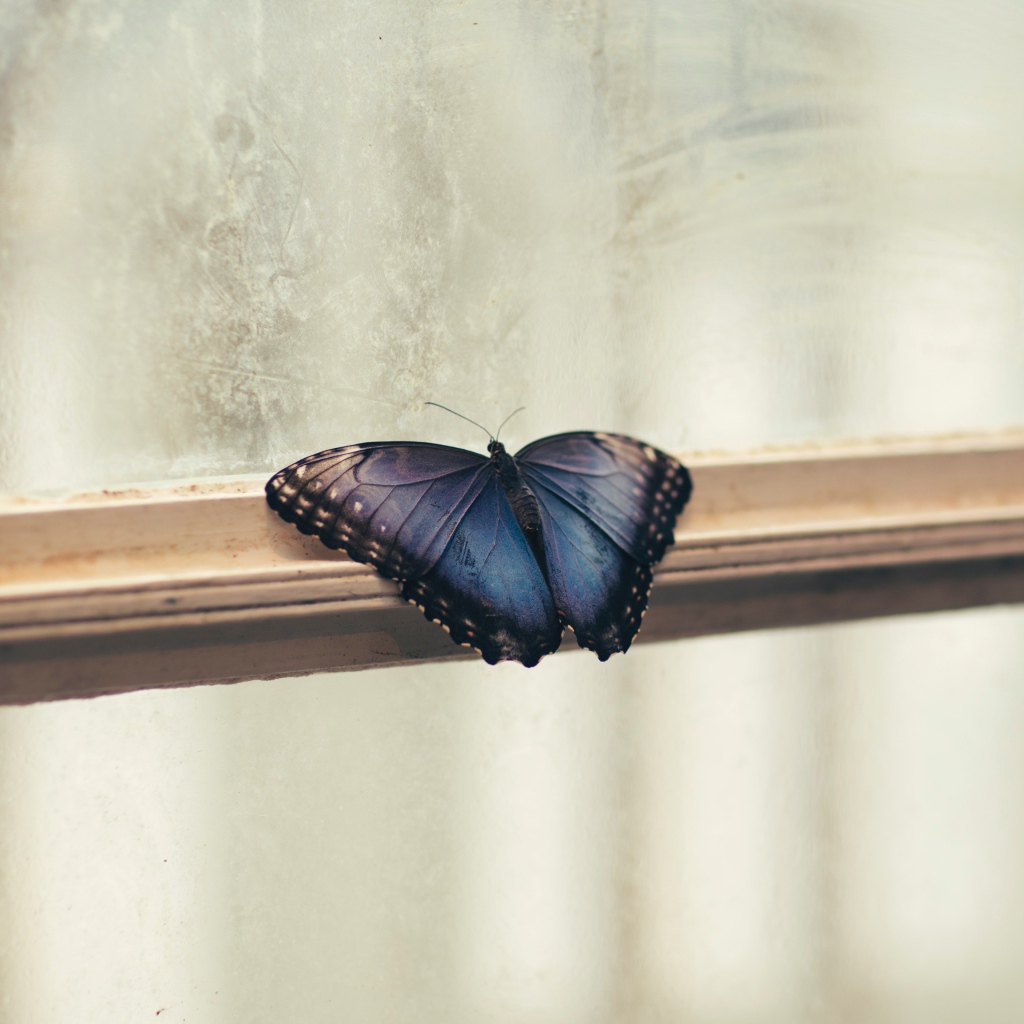 Голубая бабочка на окне