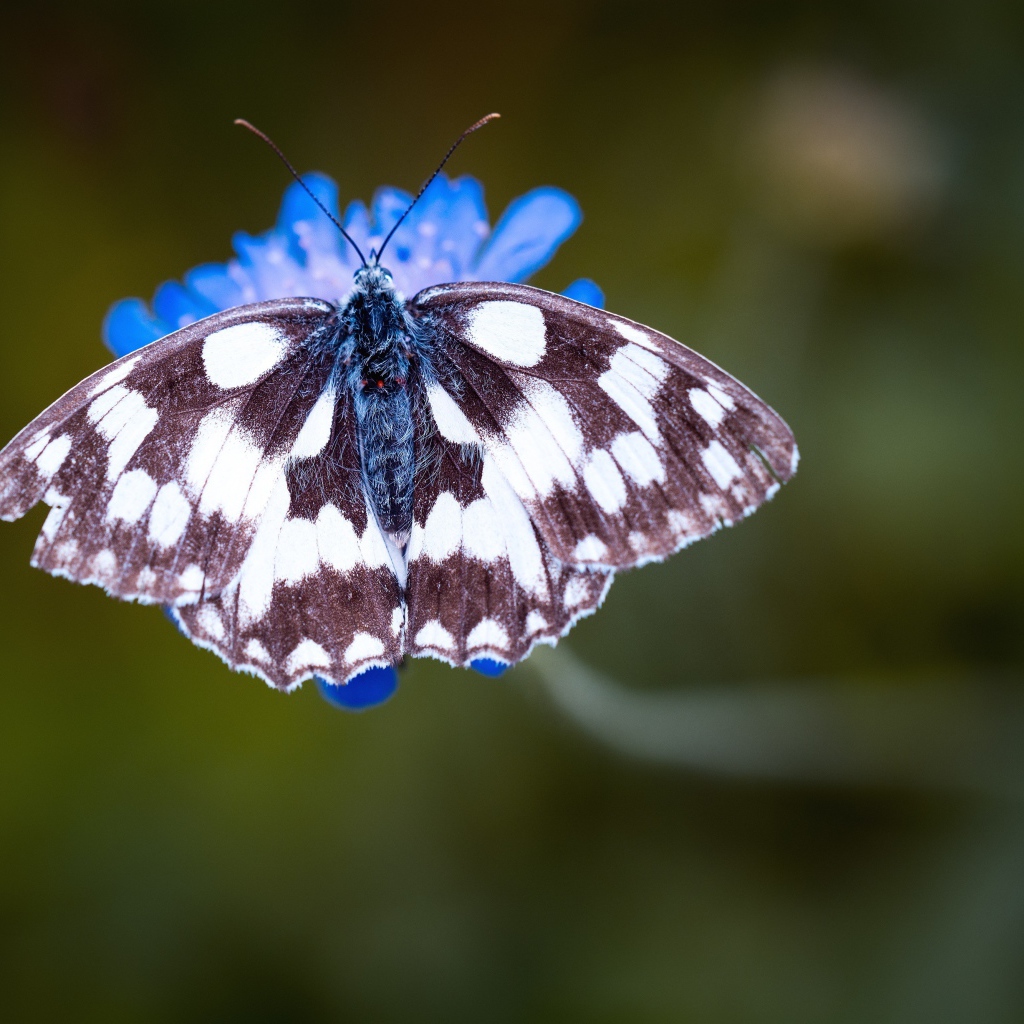 Бабочка на синем цветке крупным планом