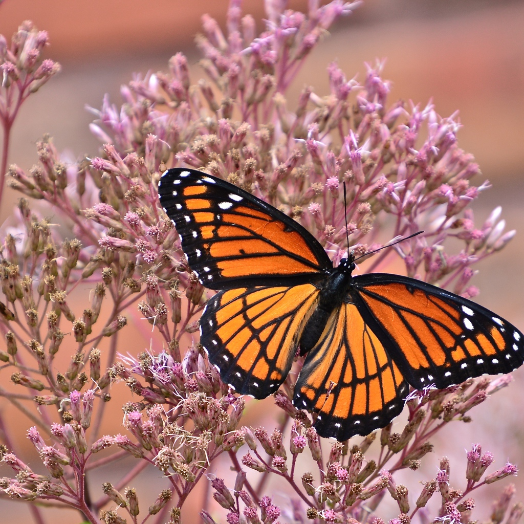 Бабочка на розовом цветке крупным планом