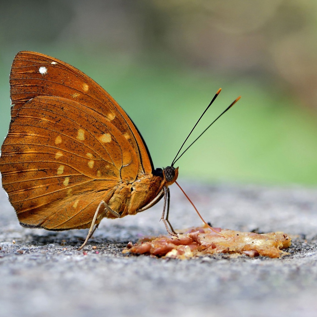 Бабочка на асфальте крупным планом