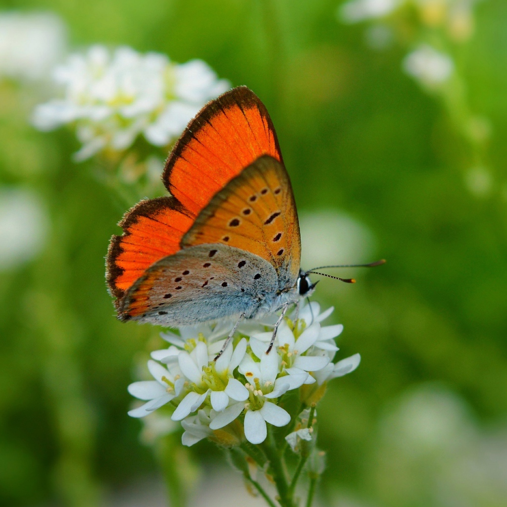 Бабочка сидит на белом цветке