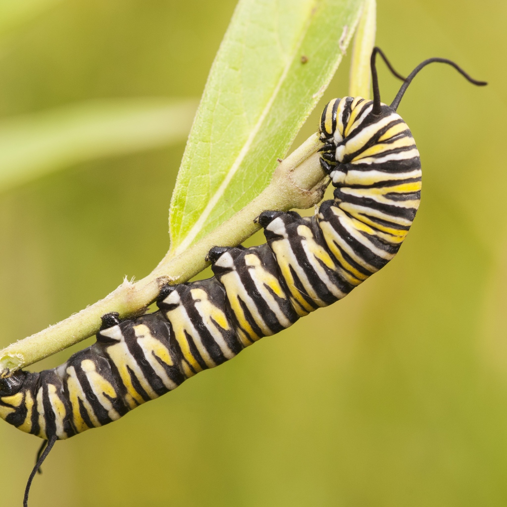Гусеница бабочки монарх на ветке