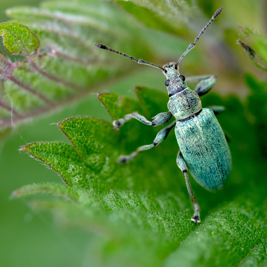Зеленый жук листовой долгоносик крупным планом