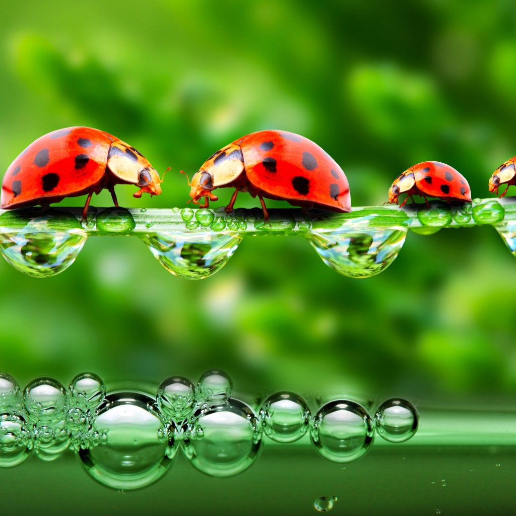 Божьи коровки на травинке с росой