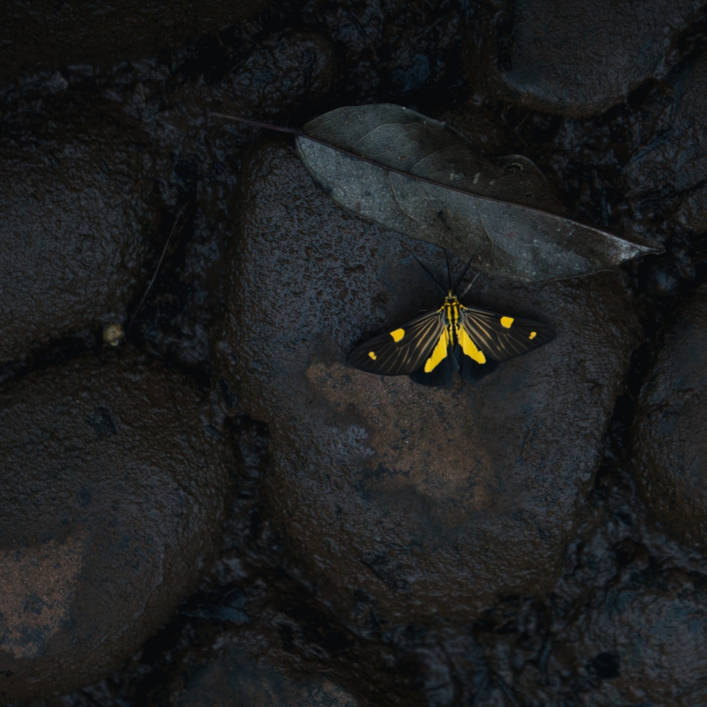 Маленькая бабочка на мокрых черных камнях