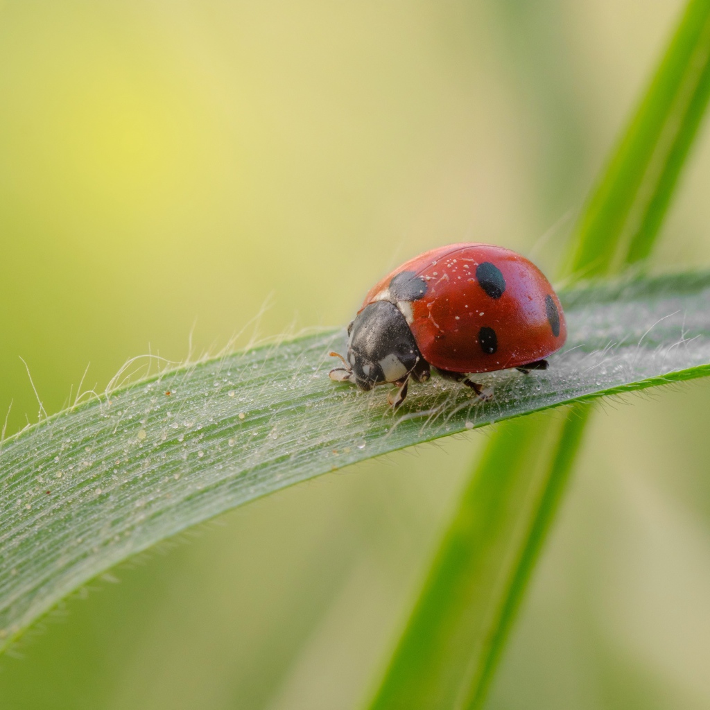 Маленькая божья коровка на зеленой траве 