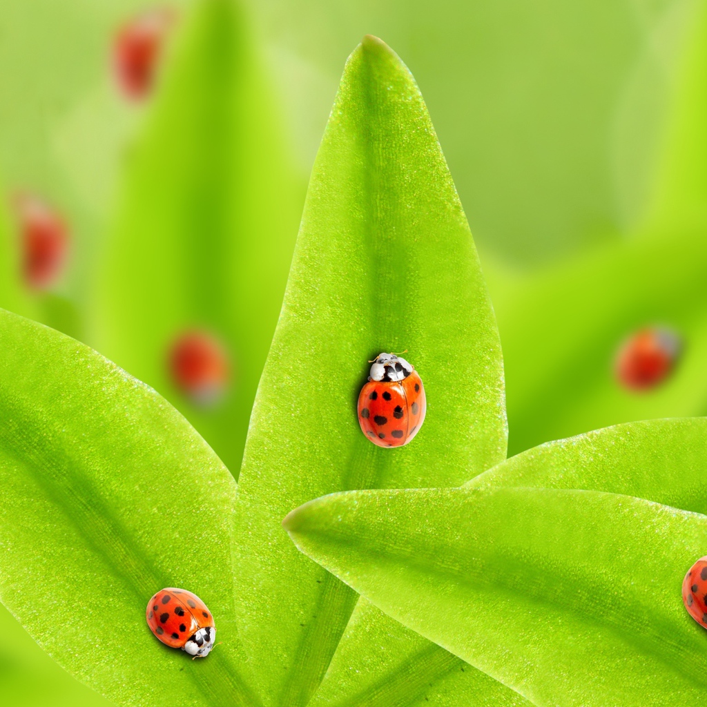 Много божьих коровок на зеленых листьях