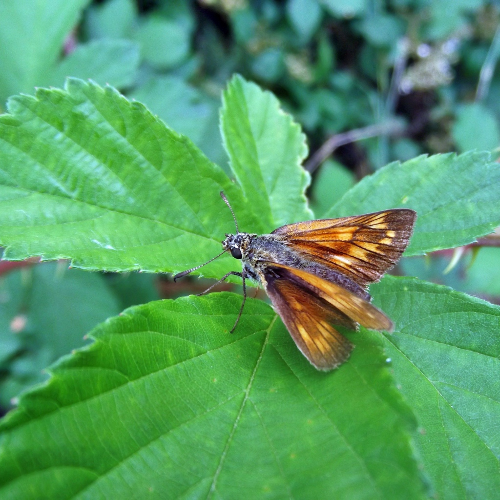 Мотылек на зеленом листе крупным планом