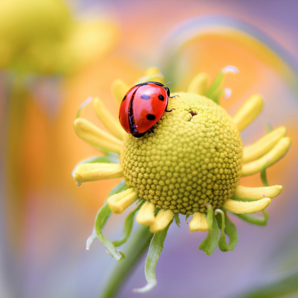 Красная божья коровка на цветке 