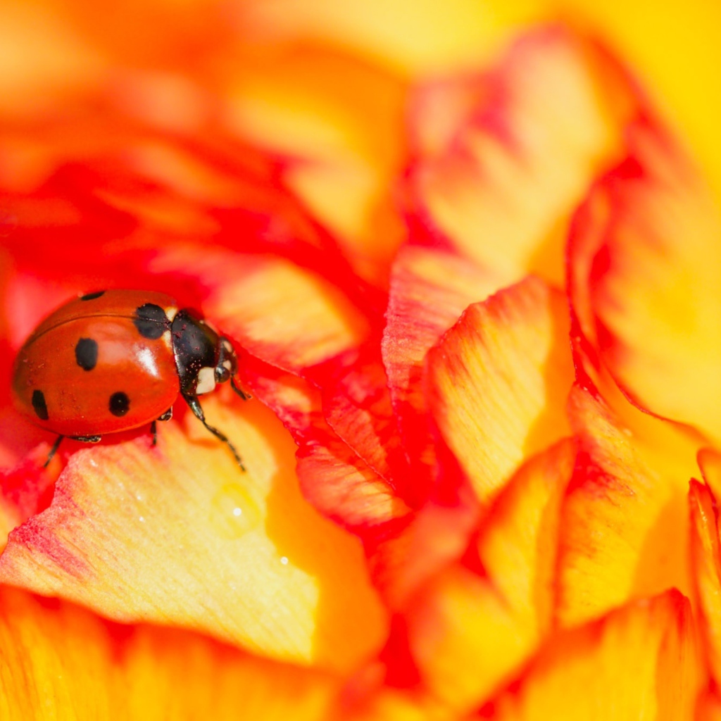 Красная божья коровка сидит на розе