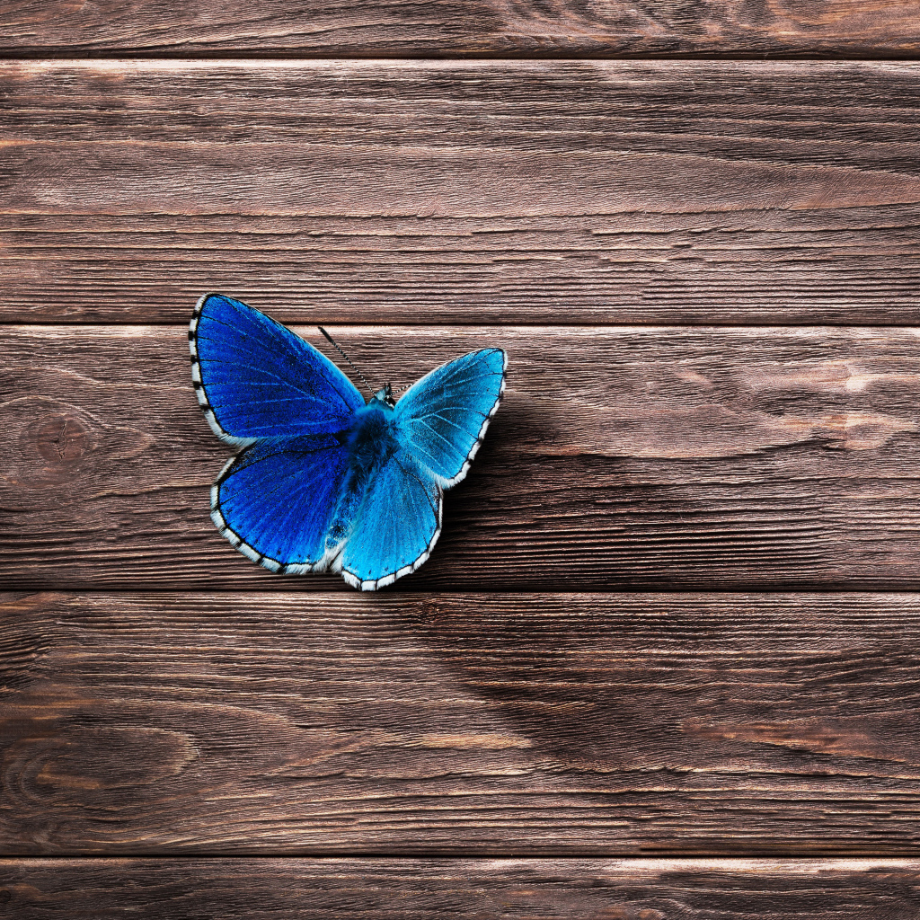 Маленькая синяя бабочка на деревянной поверхности