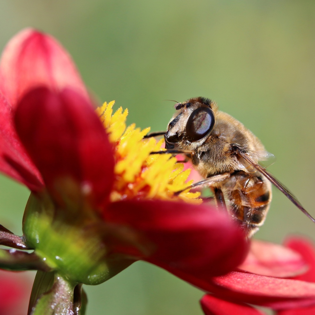 Пчела сидит на красном цветке георгины, макросъемка