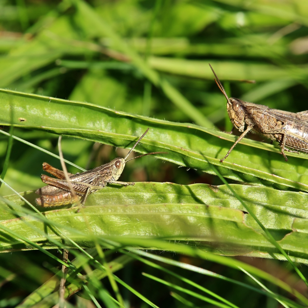 Два кузнечика сидят на зеленой траве