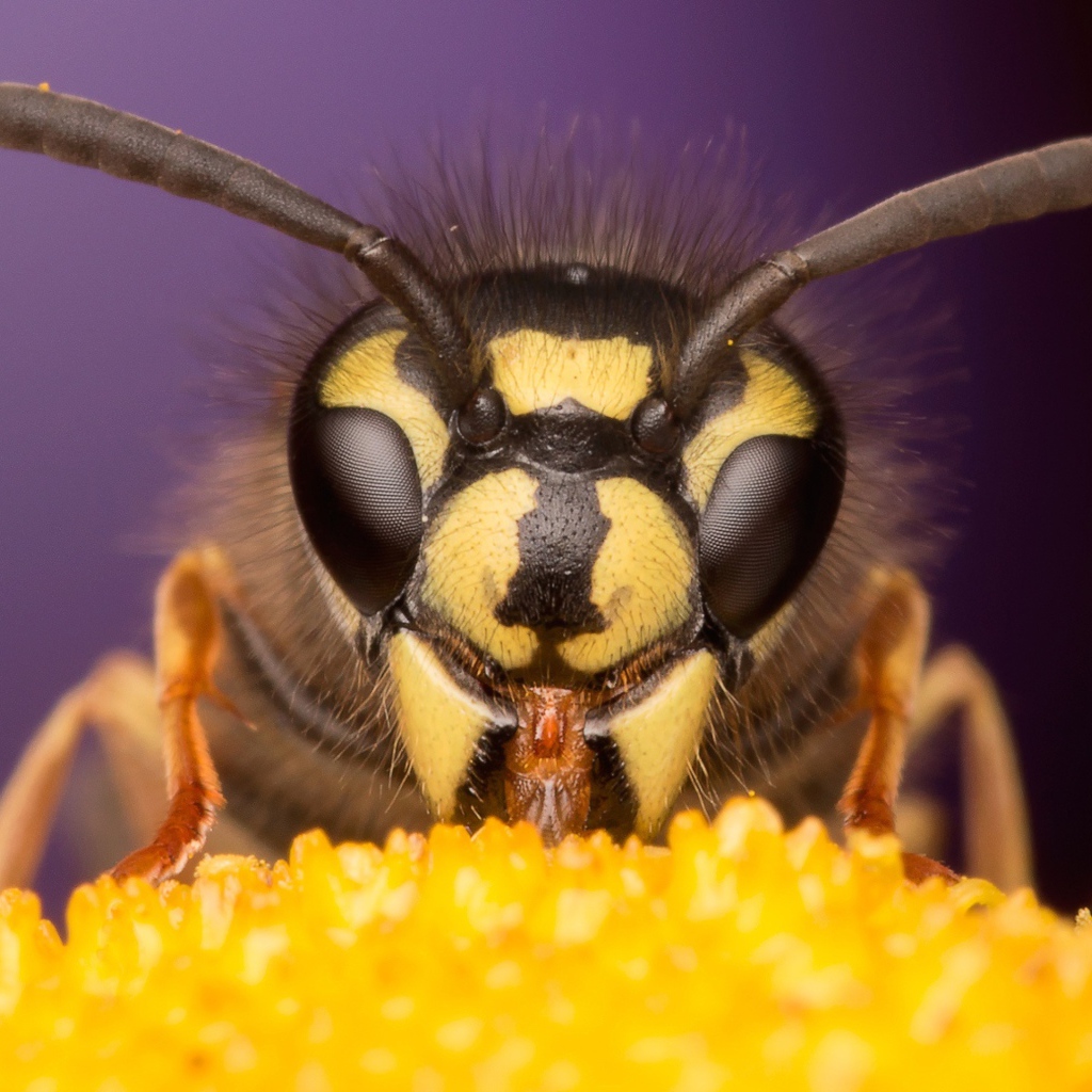 Оса на цветке крупным планом 