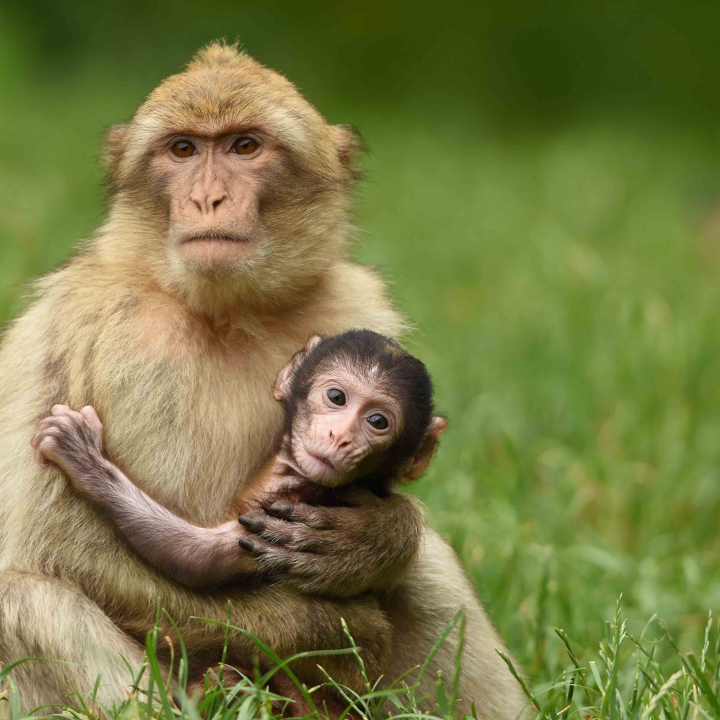 Little monkey in the arms of mom
