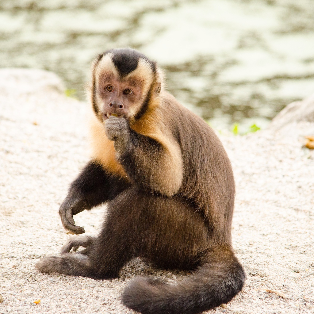 Обезьяна капуцин  сидит на песке