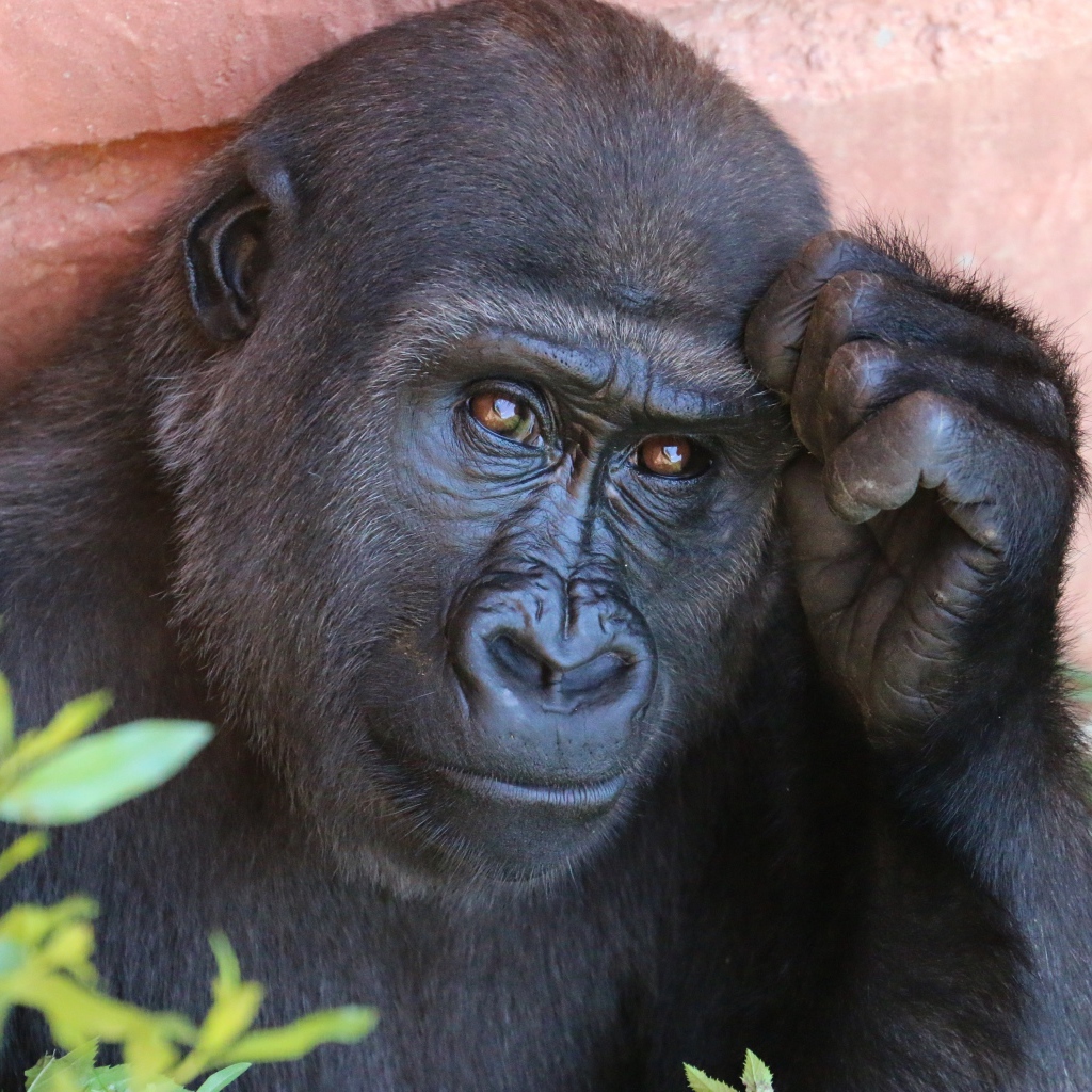 Умная горилла крупным планом