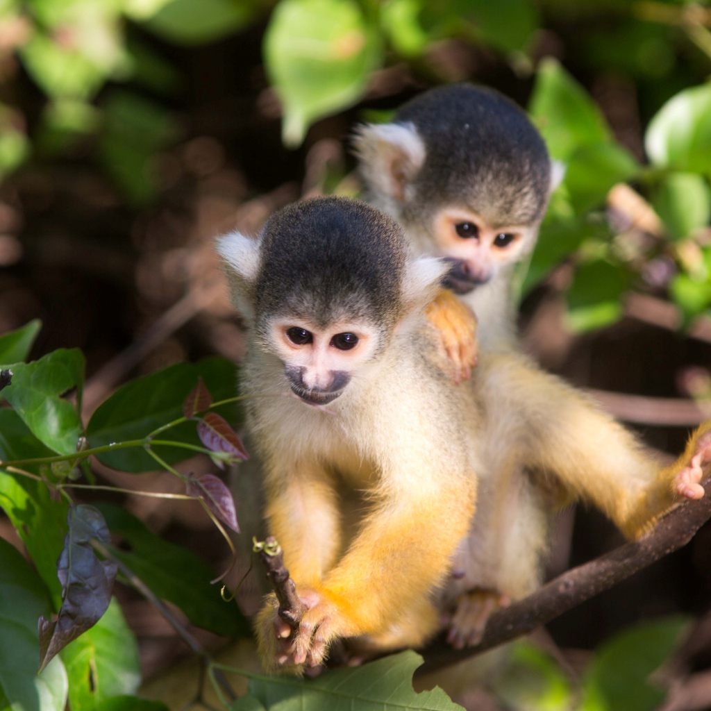 Две маленькие обезьянки на дереве