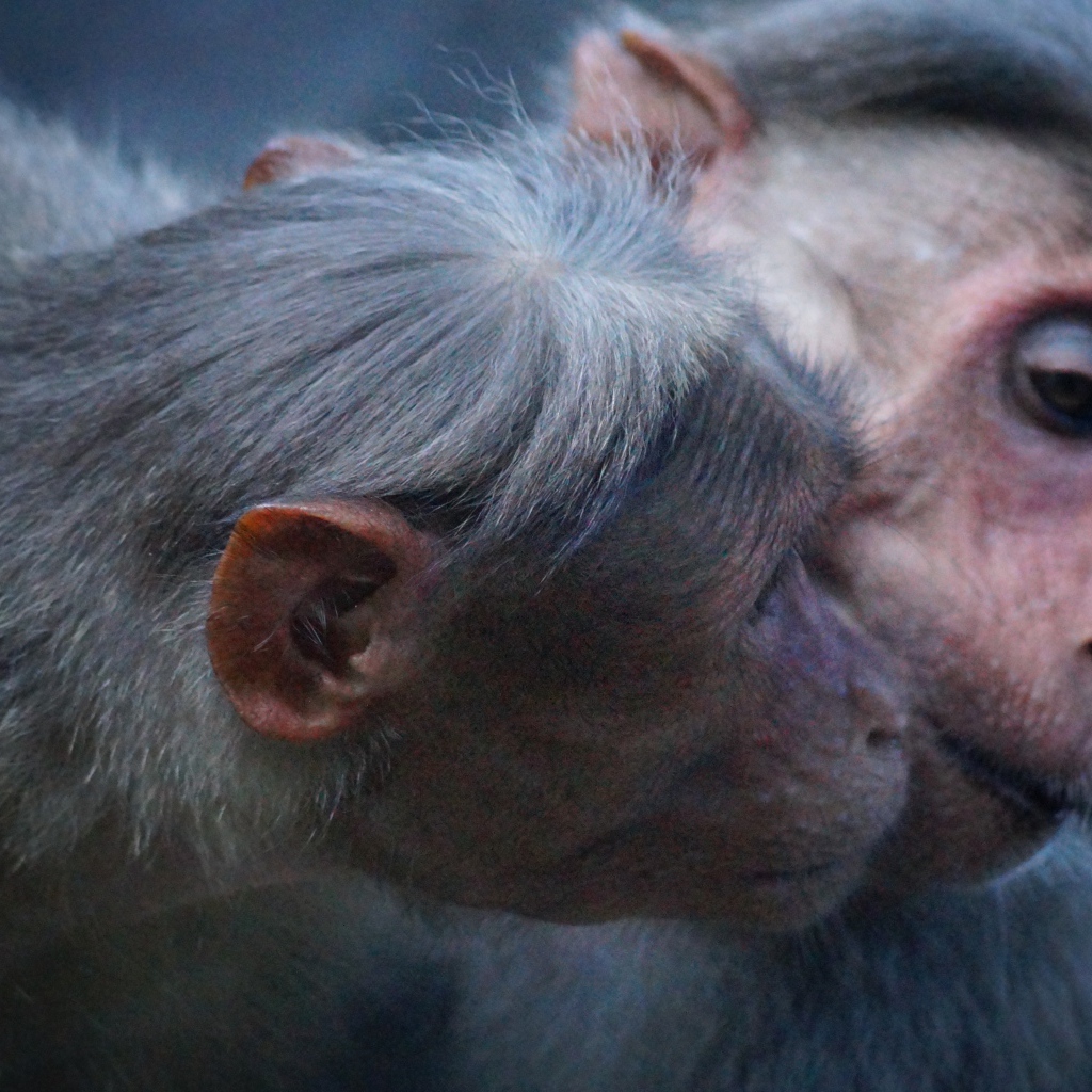 Две обезьяны обнимают друг друга