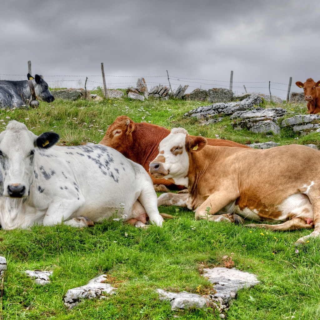 Стадо коров отдыхает на пастбище