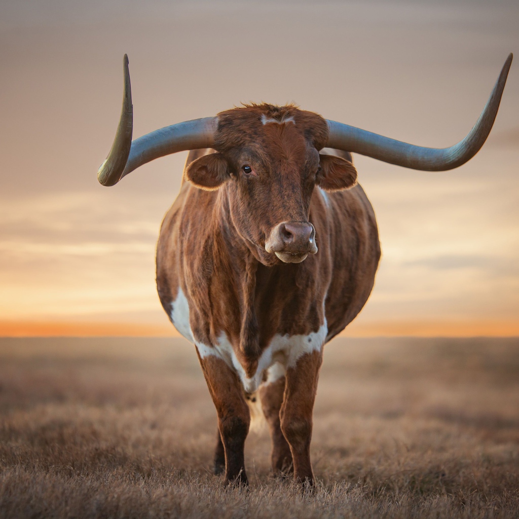 Красивый бык с большими рогами 