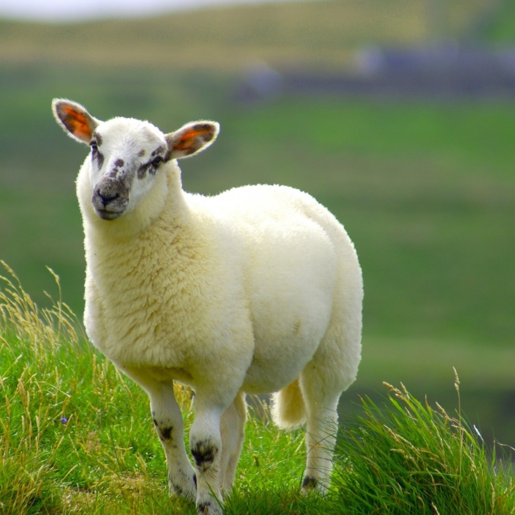 Пушистая белая овца на зеленой траве