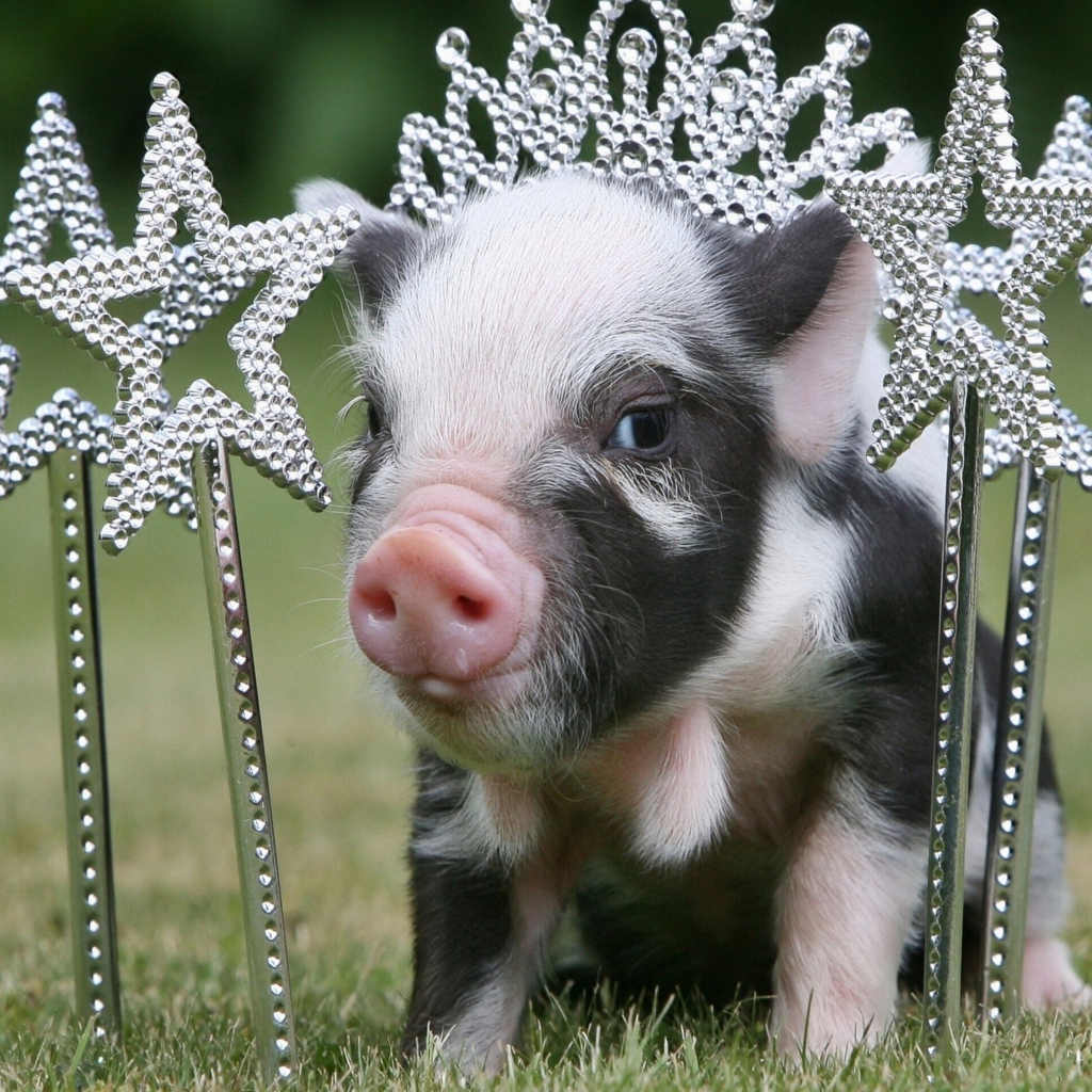 Маленький поросенок с украшениями