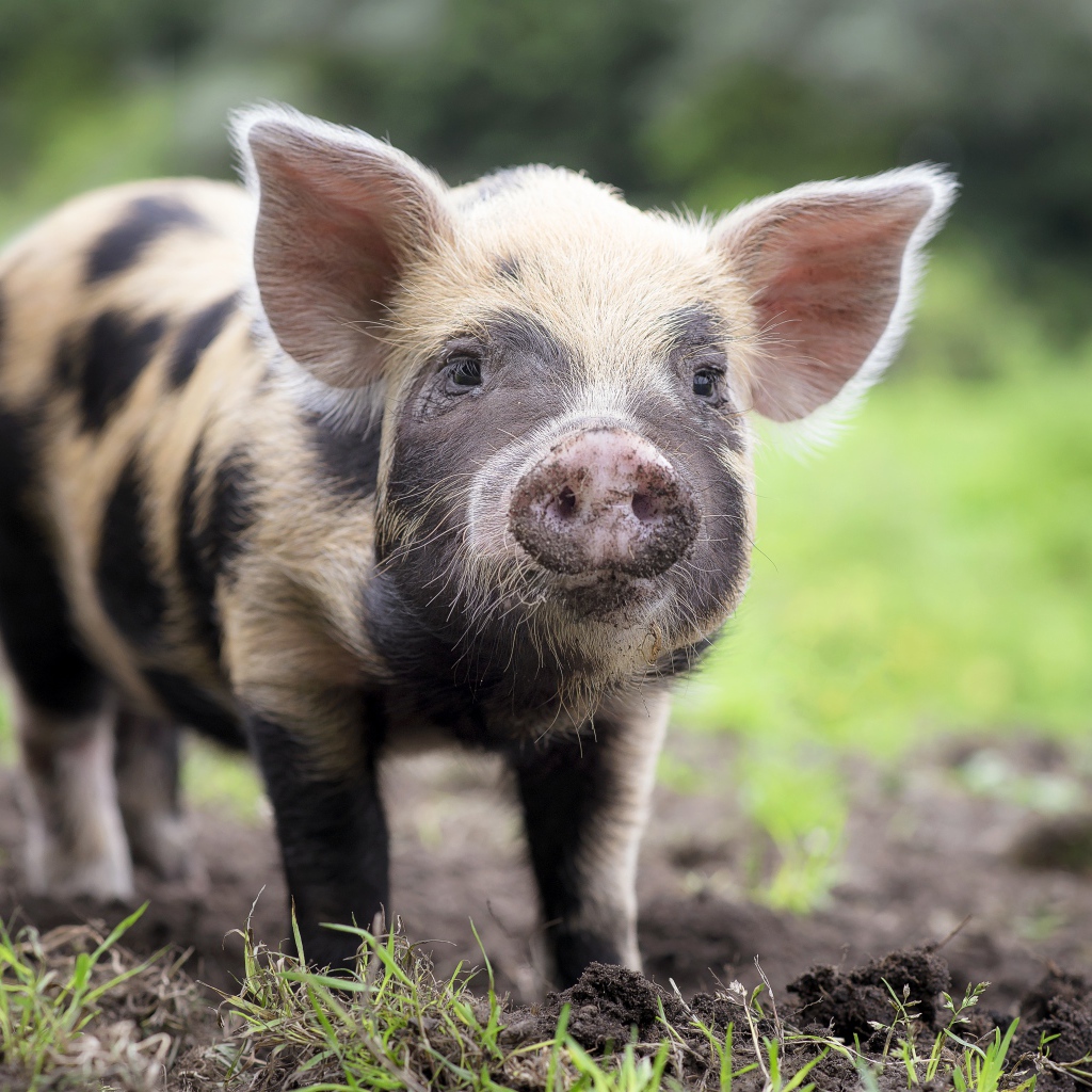 Забавный поросенок с грязным пятаком