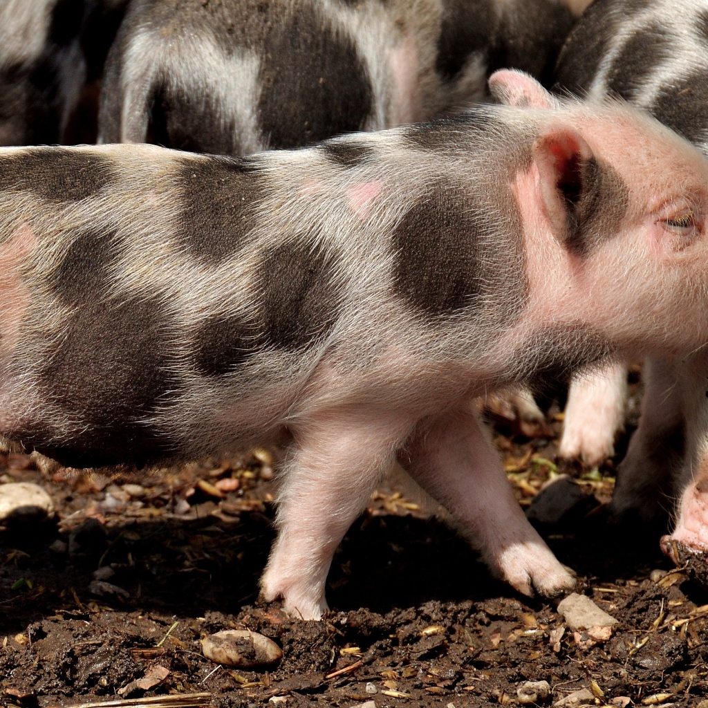 Забавные пятнистые поросята на земле