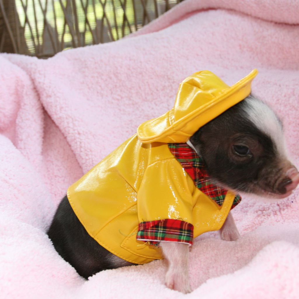 Маленький поросенок в желтом костюме, символ нового года 2019