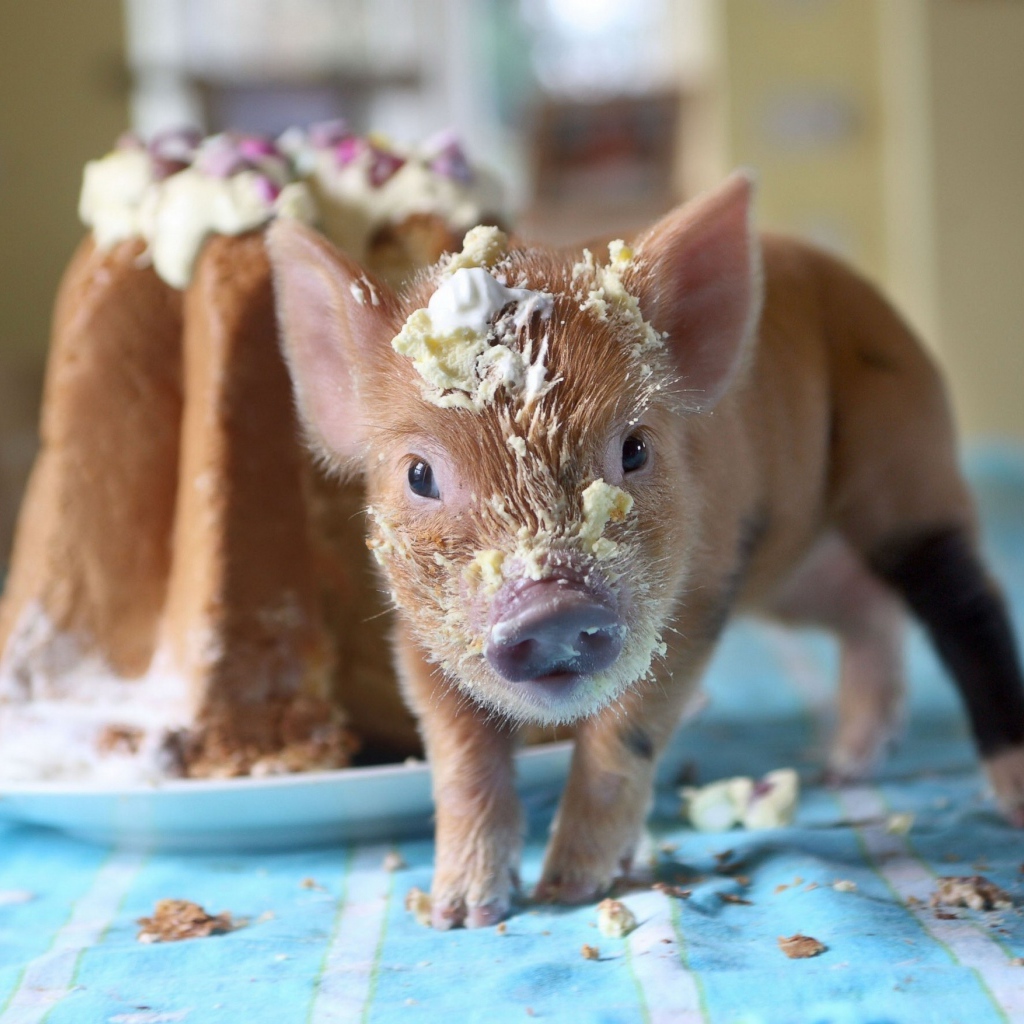 Little piglet in cake cream