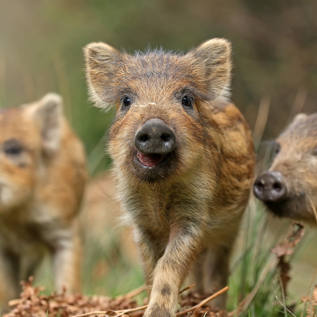 Маленькие дикие кабанчики в лесу