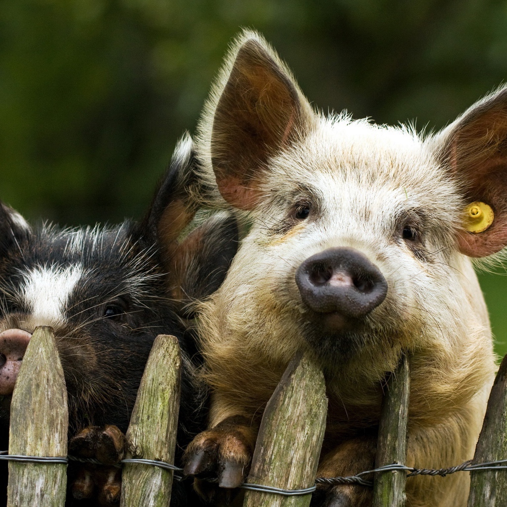 Две свиньи за забором