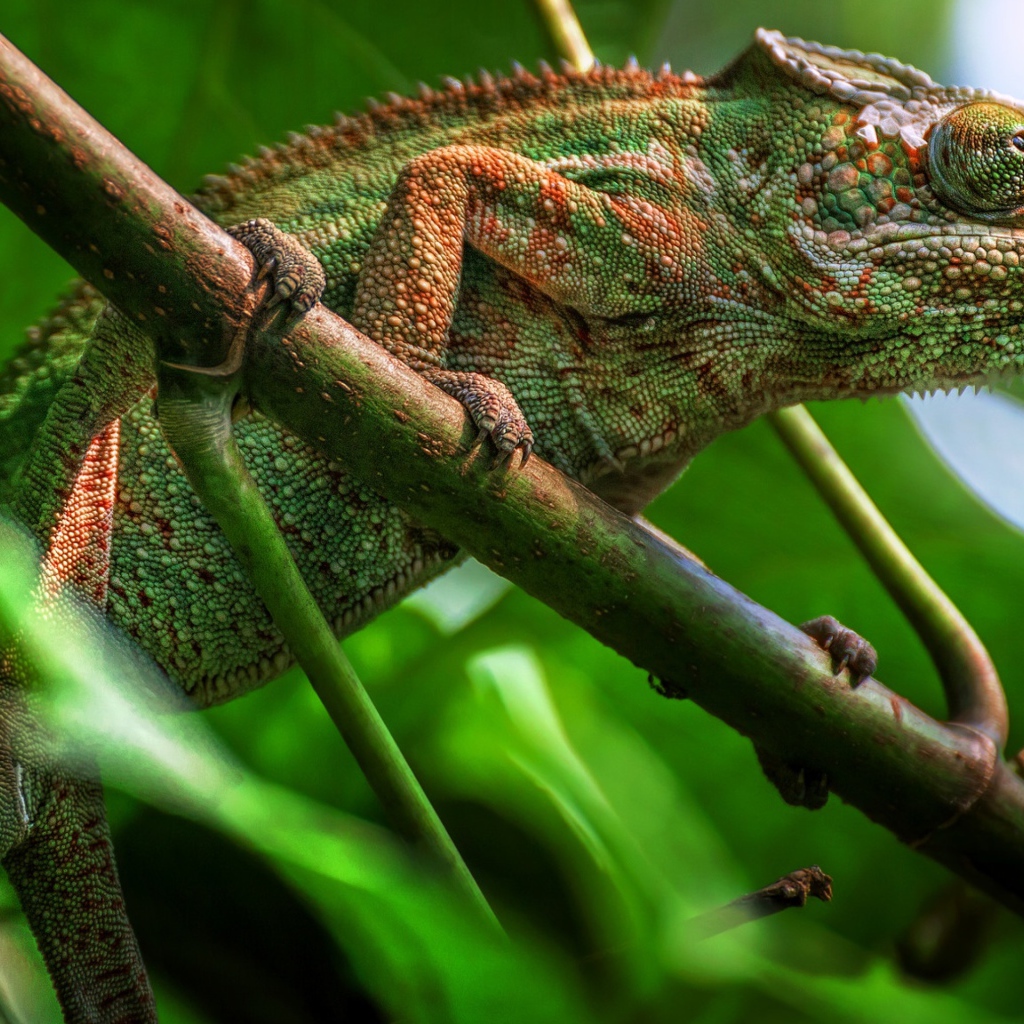 Большой зеленый хамелеон сидит на ветке