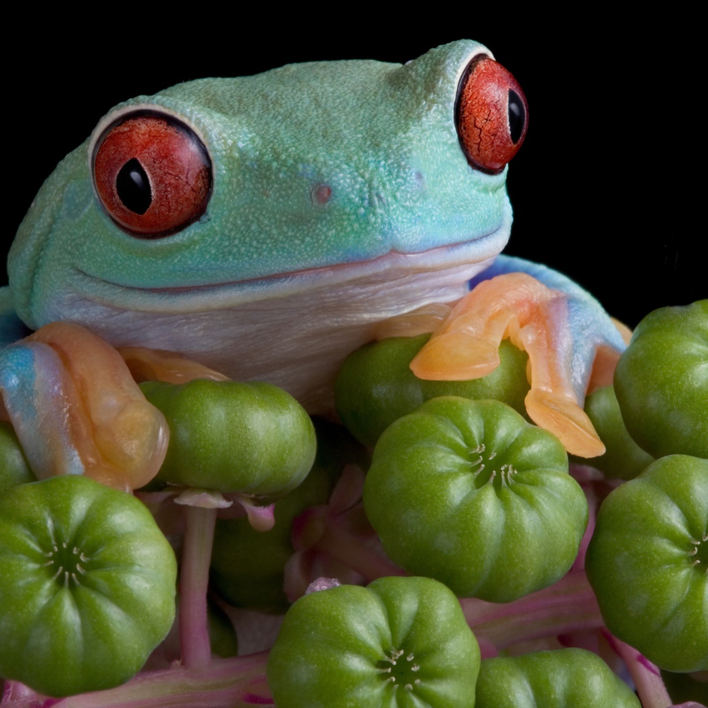 Большая зеленая лягушка с красными глазами
