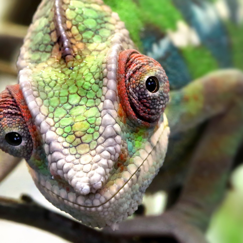 Голова хамелеона крупным планом