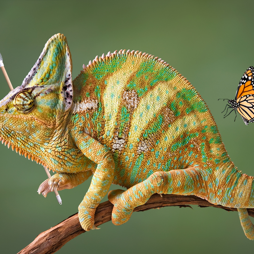 Хамелеон на ветке ловит бабочку сачком