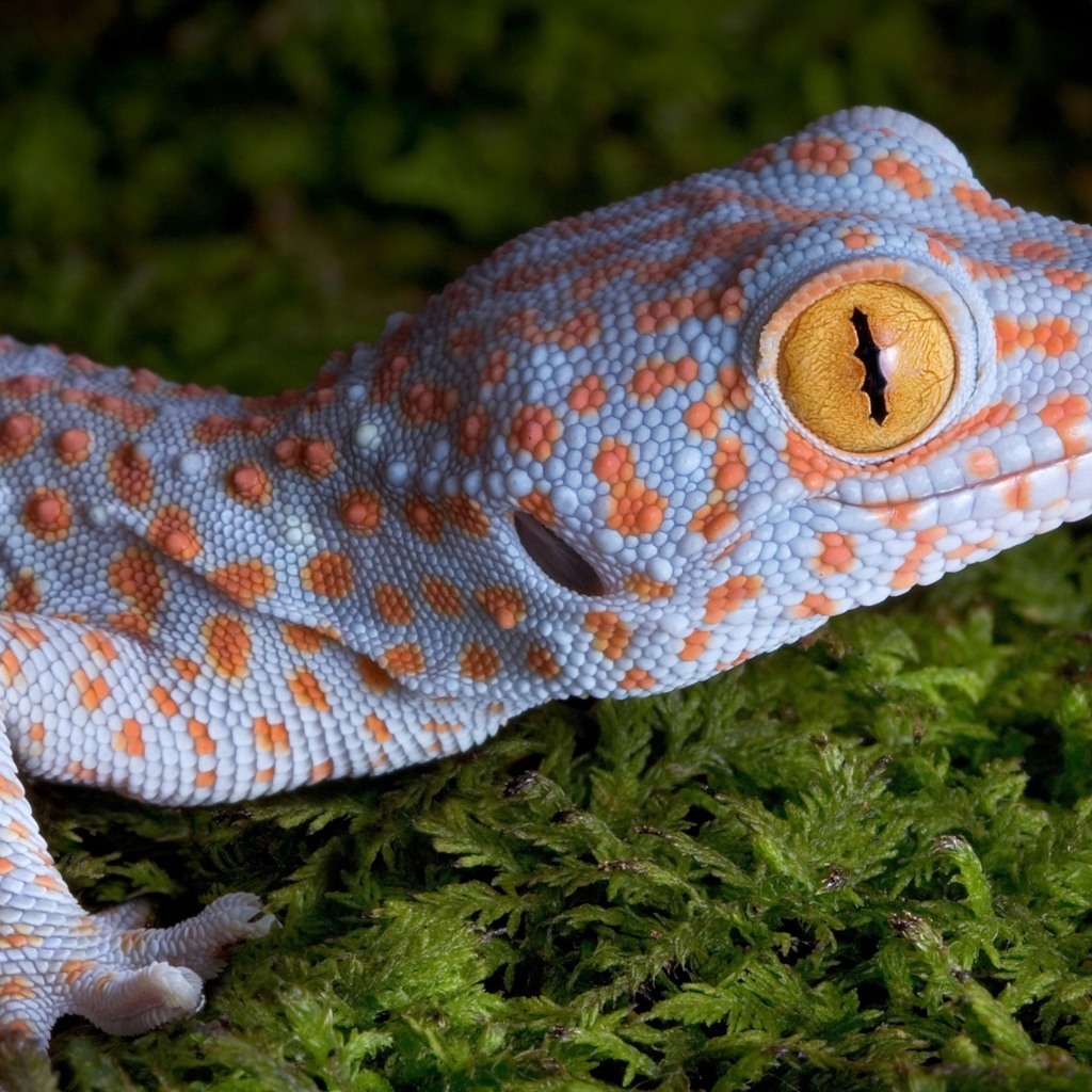 Геккон с большими желтыми глазами